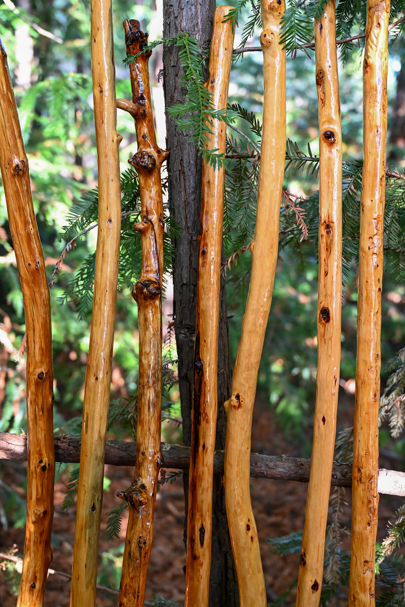 California Redwood Walking Stick - Finished