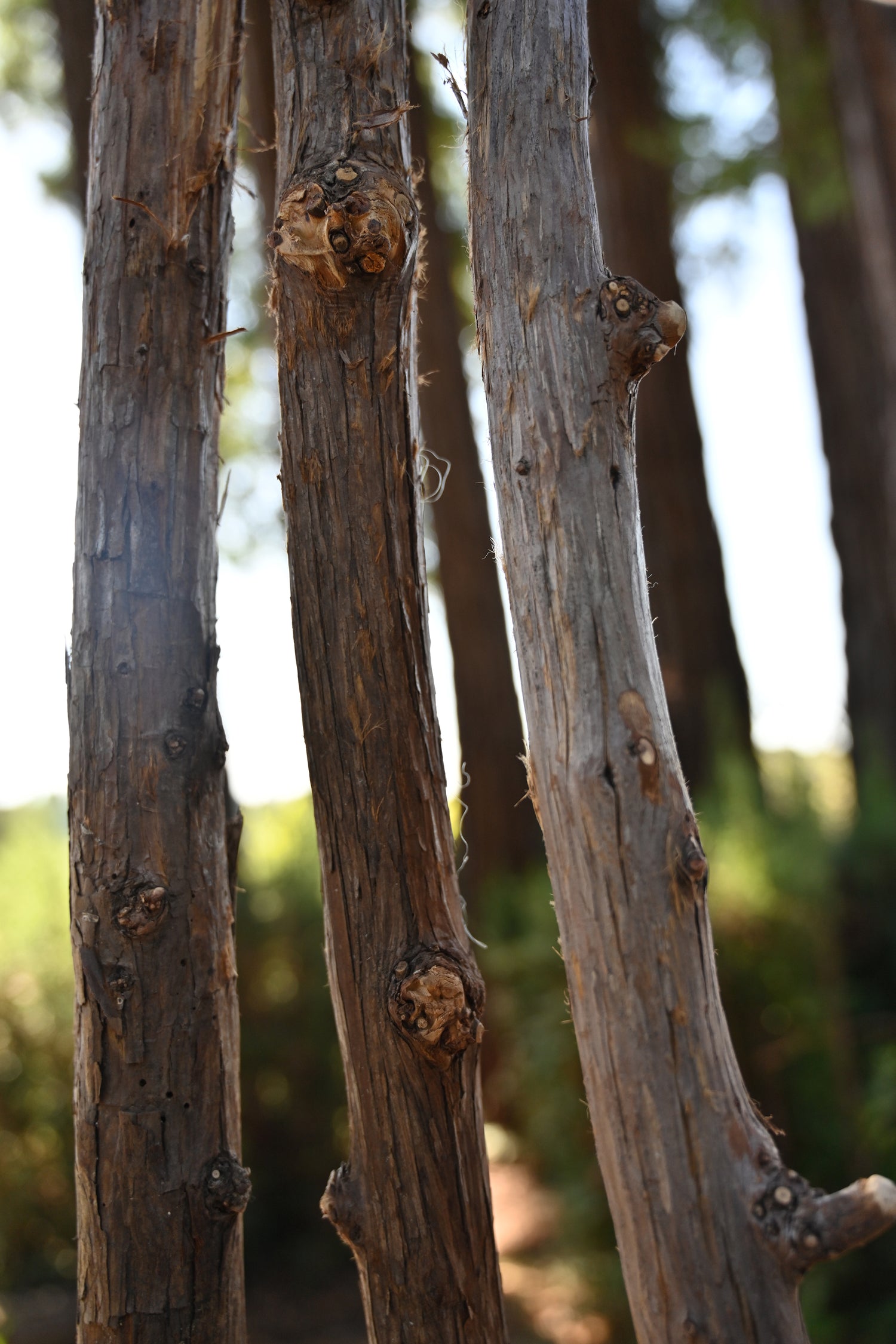 California Redwood Forest Fresh Cut Advanced DIY Stick