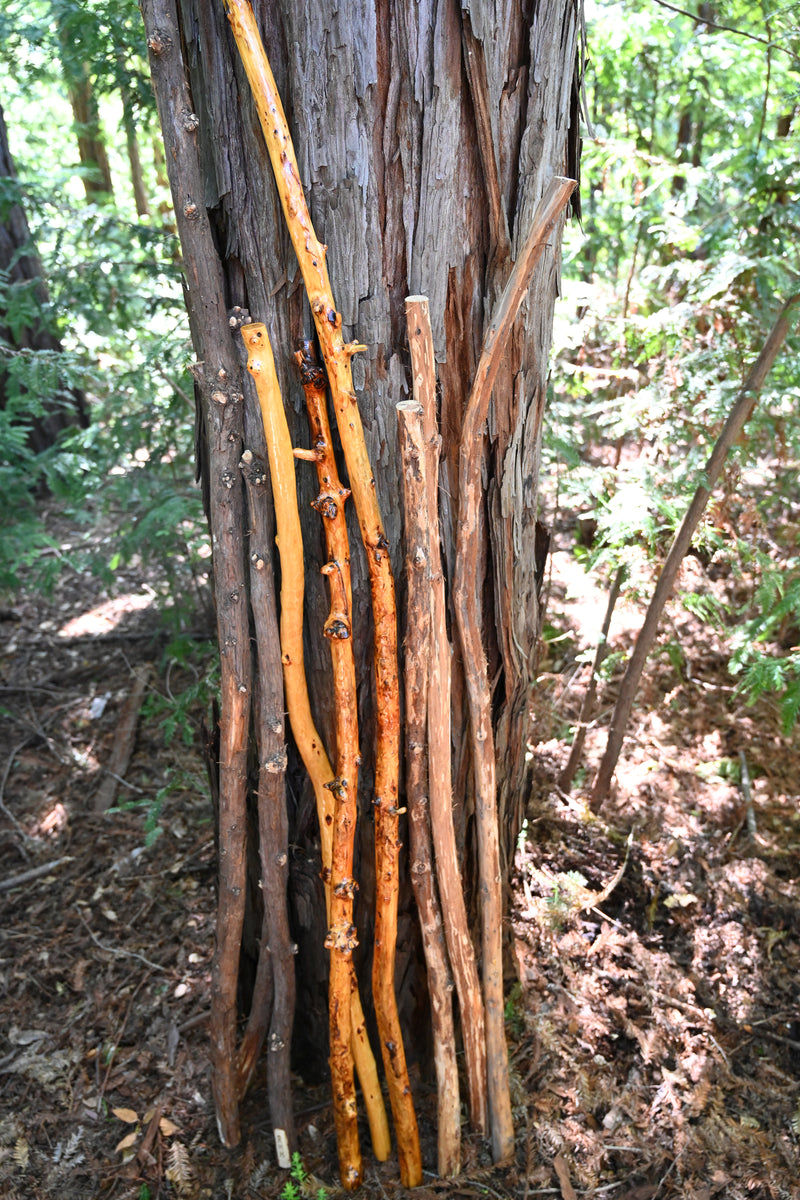 California Redwood Walking Stick - Finished