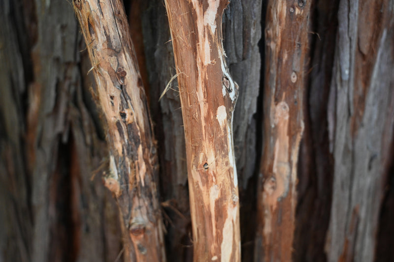 California Redwood Forest Finisher Beginner DIY Stick